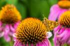 Pecks Skipper on Purple Coneflower-Marion County-Illinois Art Print